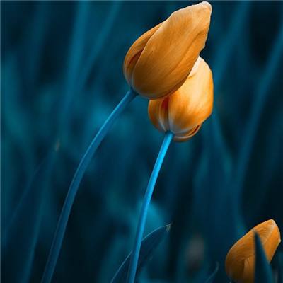 大四喜手机app下载